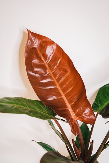 Filodendro "Sun Red"