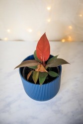 Filodendro "Sun Red"