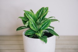 Espatifilo "raya blanca" lirio de la paz