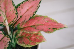 Aglaonema "Belleza"