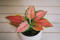 Aglaonema "Belleza"