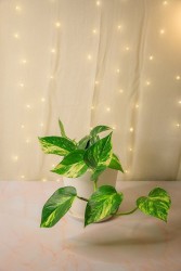 Epipremnum aureum "Pothos dorado"