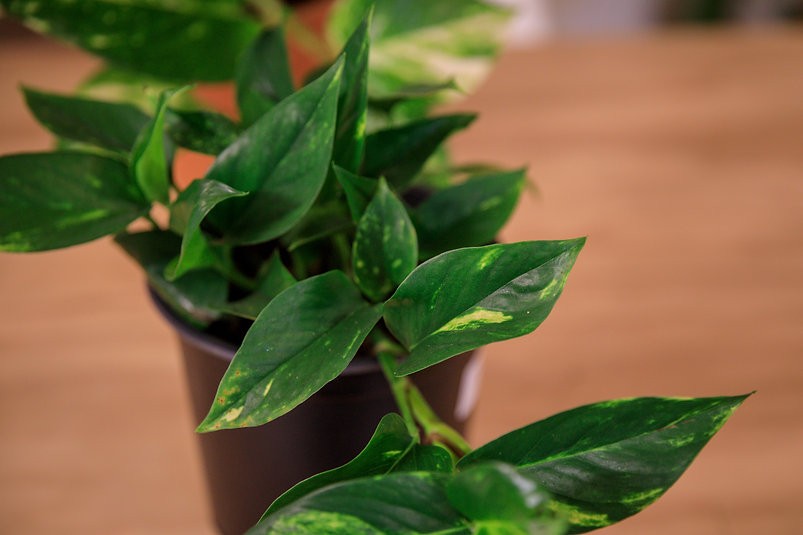 Epipremnum aureum "Pothos dorado"