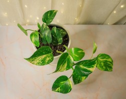 Epipremnum aureum "Pothos dorado"