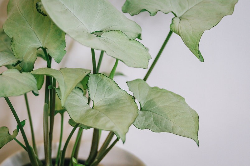 Acebo Syngonium
