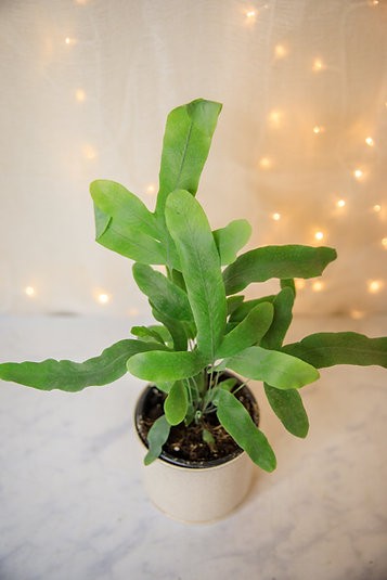 Phlebodium aureum "Helecho Estrella Azul"