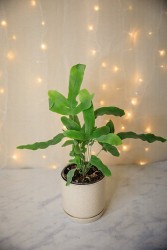 Phlebodium aureum "Helecho Estrella Azul"