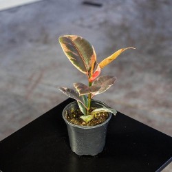 Ficus Rubí