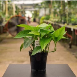 Jade Epipremnum