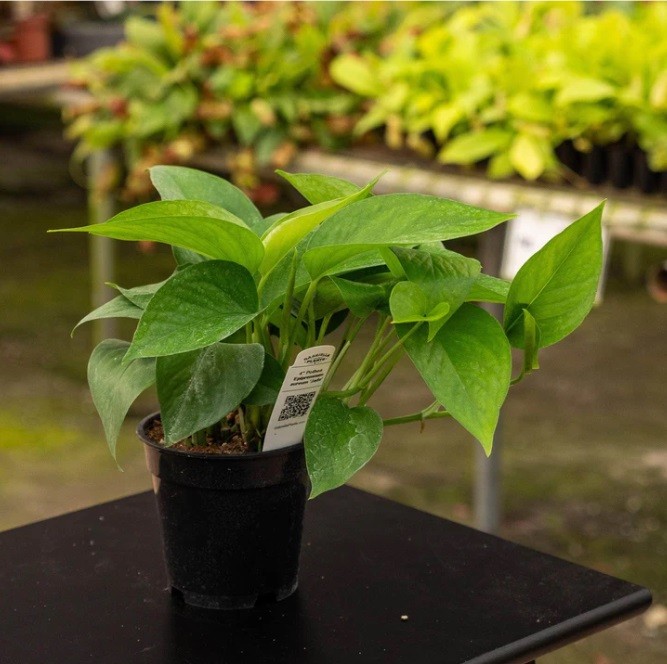 Jade Epipremnum