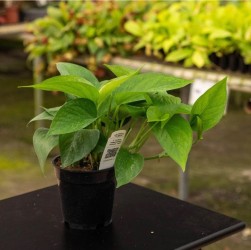 Jade Epipremnum