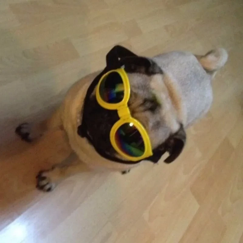 Gafas de sol plegables para perros