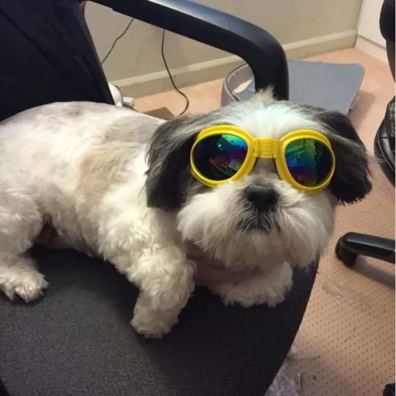 Gafas de sol plegables para perros