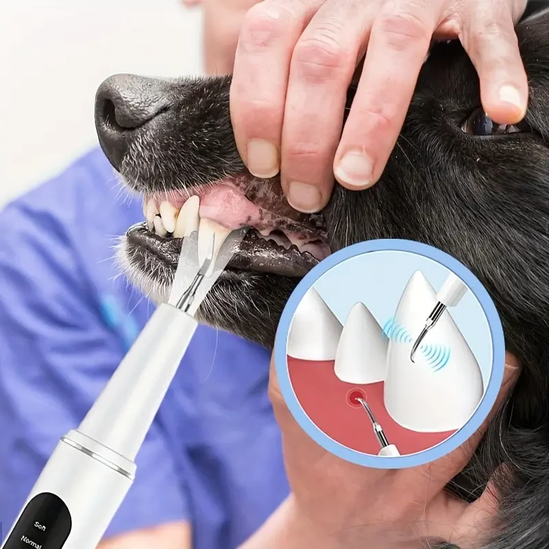 Limpiador de dientes eléctrico para mascotas con 4 modos para eliminar manchas y cálculos dentales