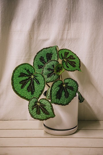 Begonia masoniana 'Montaña'