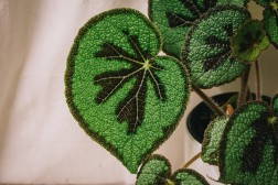 Begonia masoniana 'Montaña'