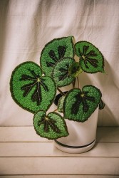Begonia masoniana 'Montaña'