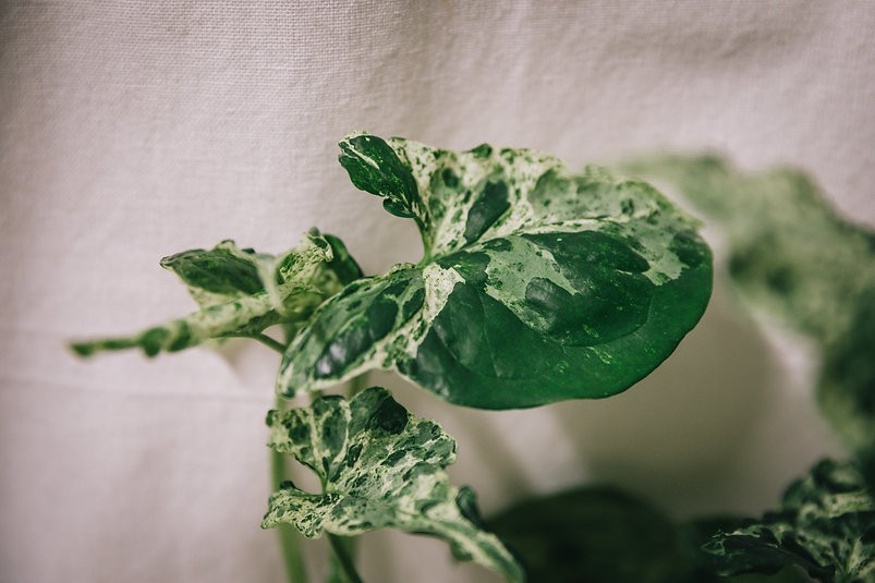 Mojito de Syngonium