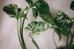 Mojito de Syngonium