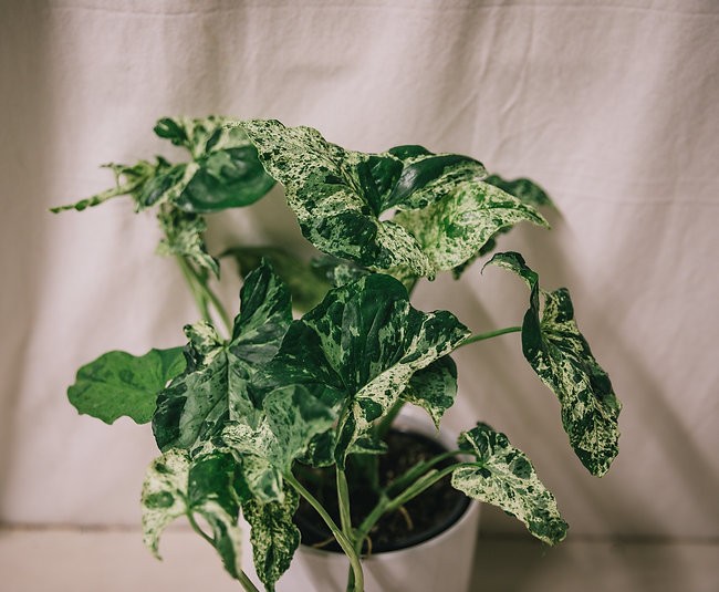 Mojito de Syngonium