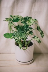 Mojito de Syngonium