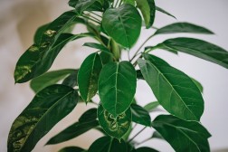 Schefflera alpina