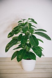 Schefflera alpina