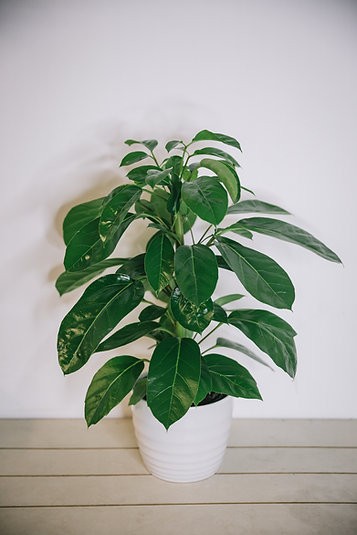 Schefflera alpina