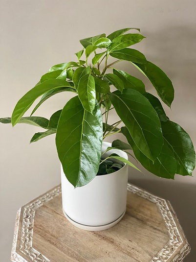 Schefflera alpina