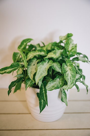 Syngonium - Tres Reyes
