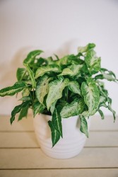 Syngonium - Tres Reyes