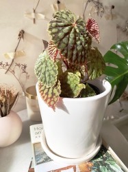 Begonia Chlorosticta - Forma oscura