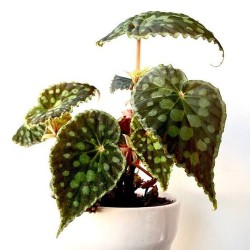 Begonia Chlorosticta - Forma oscura