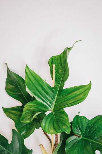 Filodendro squamiferum