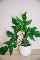 Filodendro squamiferum
