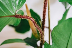 Filodendro squamiferum