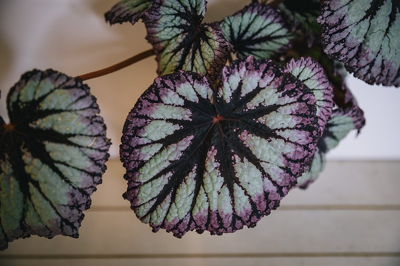 Fuegos artificiales de begonia