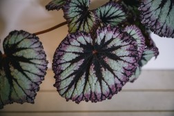 Fuegos artificiales de begonia