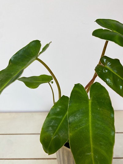 Filodendro Burle Marx