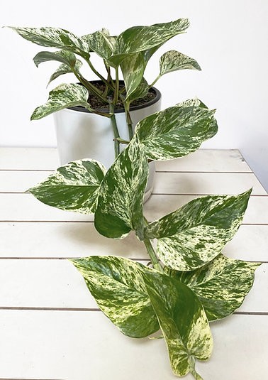 Reina de mármol Epipremnum Aureum