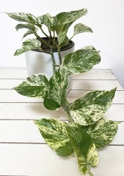 Reina de mármol Epipremnum Aureum