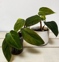 Filodendro Nangaritense