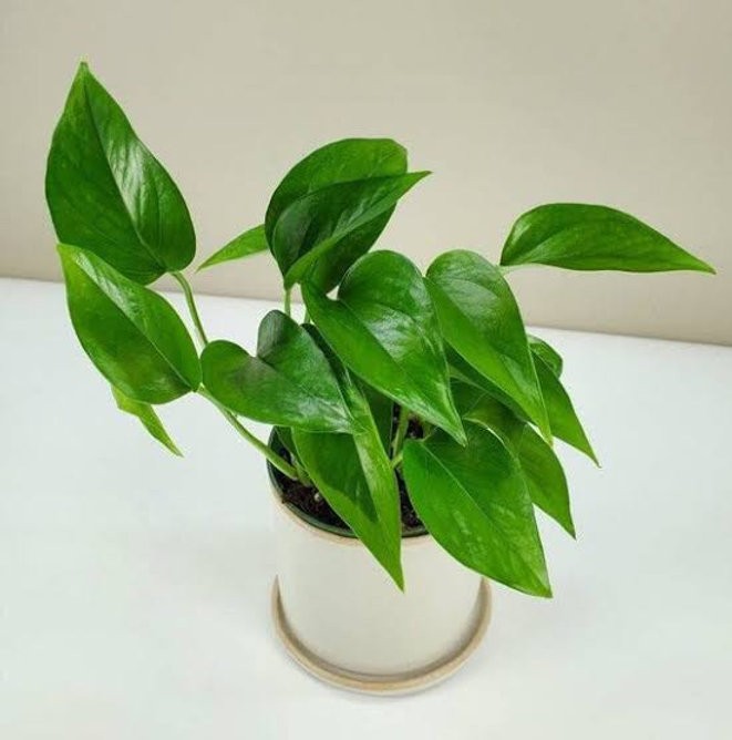 Epipremnum Aureum - Pothos de jade