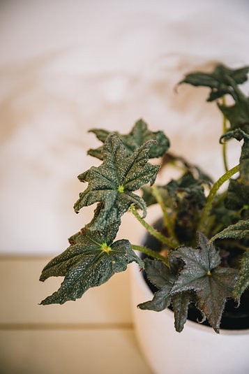 Begonia 'Estrella peluda'