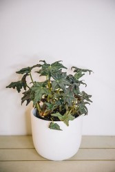 Begonia 'Estrella peluda'