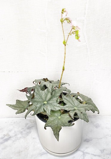 Begonia 'Estrella peluda'