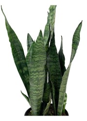 Sansevieria Coral Negro