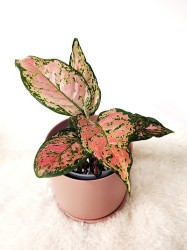 Aglaonema "Deseos"