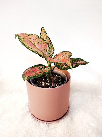 Aglaonema "Deseos"