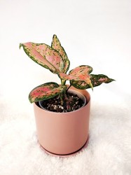 Aglaonema "Deseos"